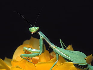shallow focus photography of green praying mantis HD wallpaper